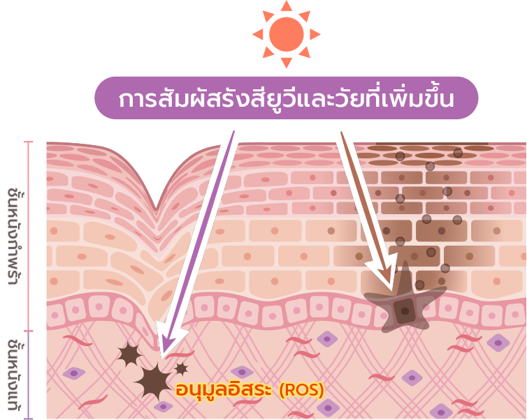 New dimension of Chewiness